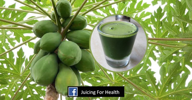 How you can benefit from Papaya leaf